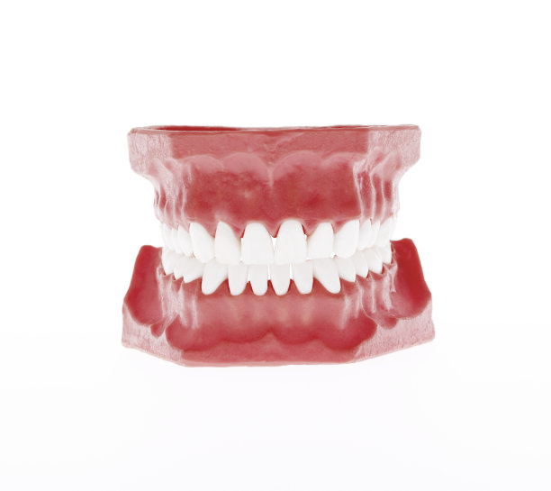 健康的白色人类牙齿解剖模型。牙医。图片下载