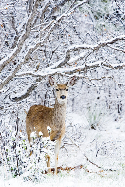 雪中的骡鹿图片下载