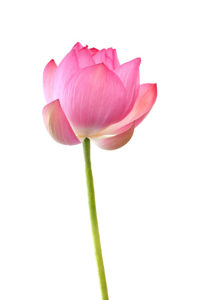 美丽的盛开粉红的神圣莲花图片下载