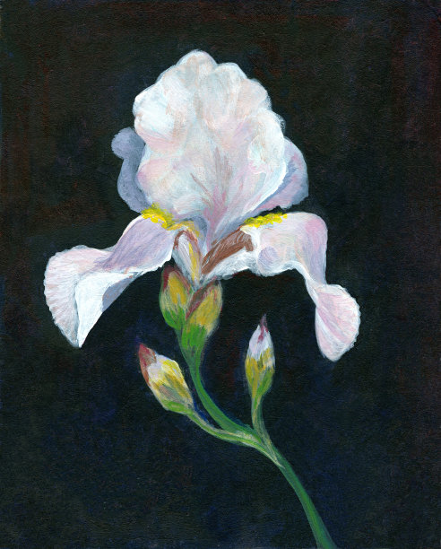 黑色背景上的白色鸢尾图片下载