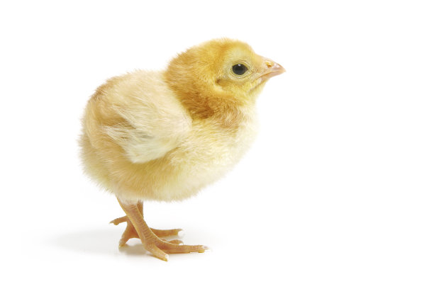 宝宝的小鸡图片下载