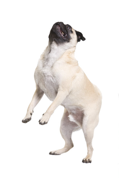 哈巴狗用后腿走路图片下载