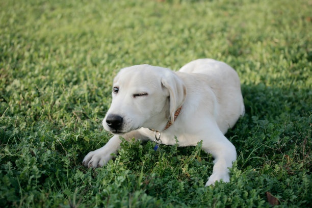 小狗眨眼图片下载