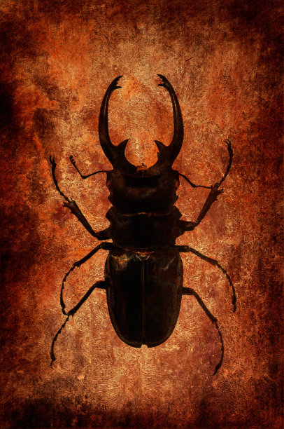 鹿角虫图片下载