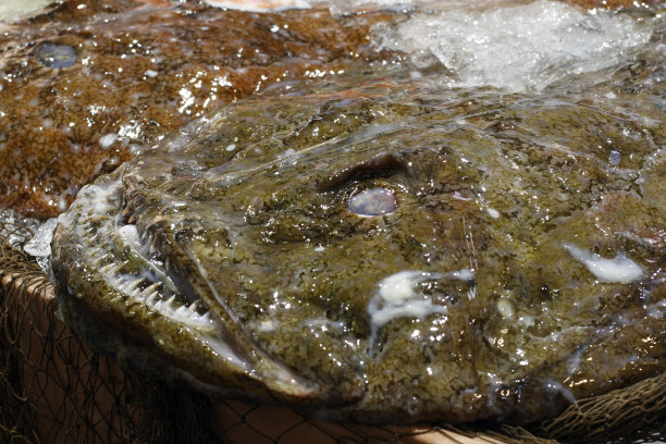 和尚鱼图片下载