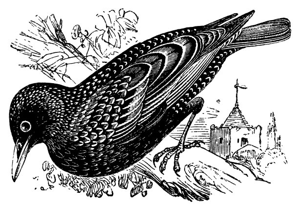 欧洲椋鸟|古董鸟插图图片下载
