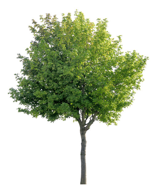 孤立在白色上的一种挪威槭树(槭槭属)。图片下载