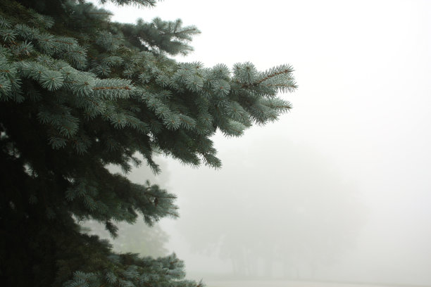 松树与雾图片下载