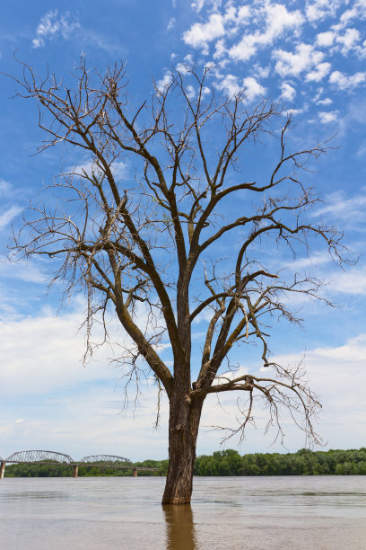 洪水泛滥的密西西比河中的一棵孤独的树图片下载