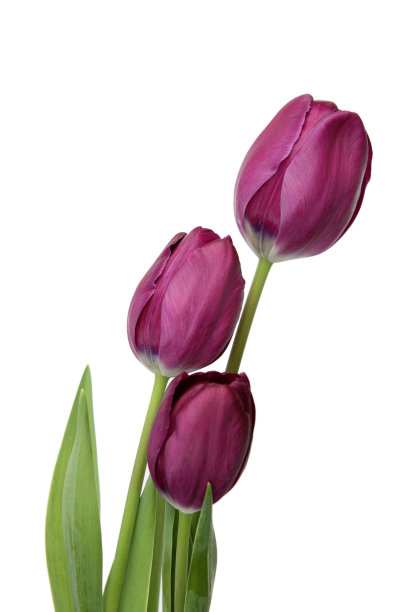 春天的郁金香图片下载