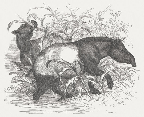 马来亚貘，木刻，1875年出版图片下载