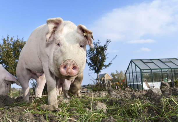幼户外养猪图片下载