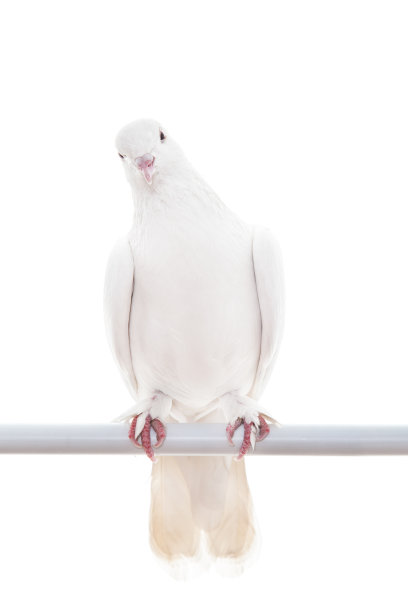 白色的鸽子图片下载