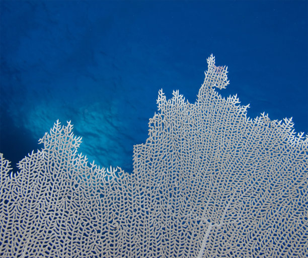 扇珊瑚图片下载