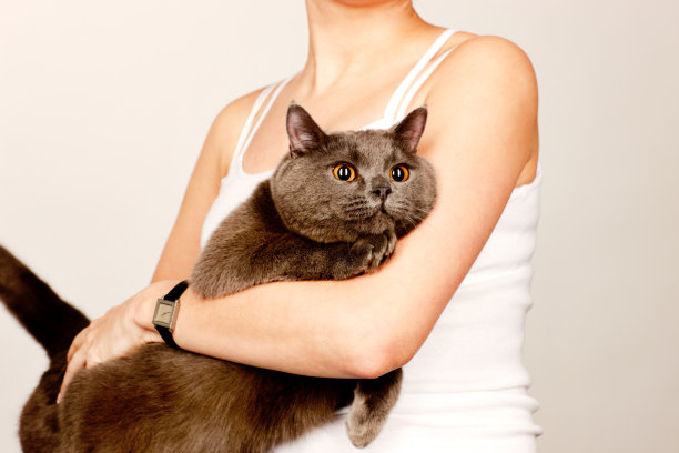 英国短毛猫坐在年轻女子的膝盖上图片下载