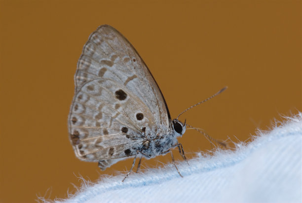 马来西亚常见的树篱蓝(树篱蓝)图片下载