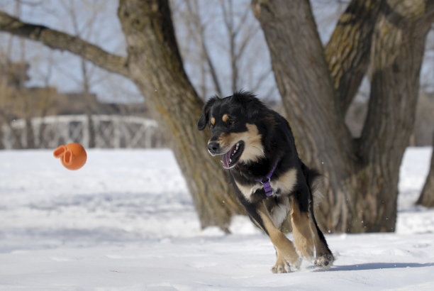 狗很有趣图片下载