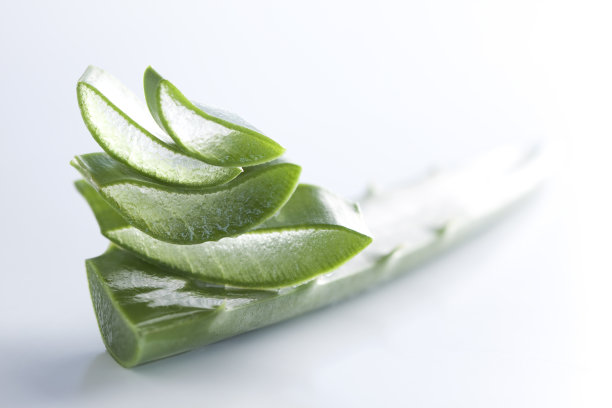 芦荟宏图片下载
