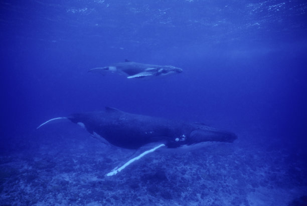 座头鲸妈妈和幼崽图片下载