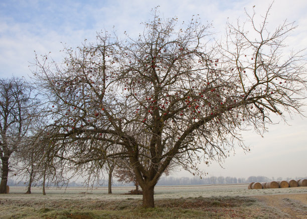 苹果树图片下载