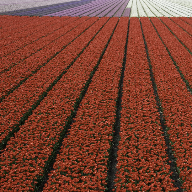 郁金香字段图片下载