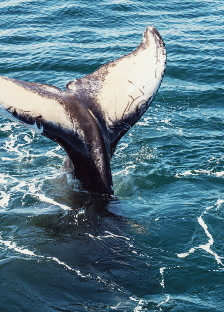 鲸鱼尾巴图片下载