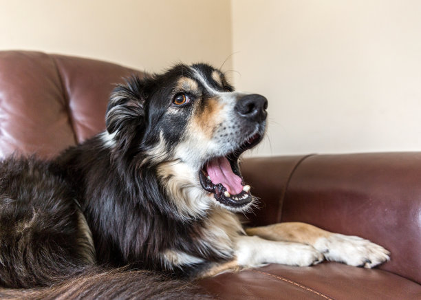 博德牧羊犬躺在沙发上打哈欠图片下载