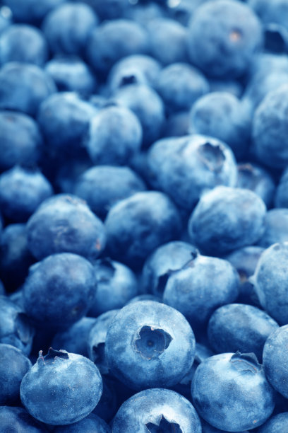 竖版蓝莓图片下载