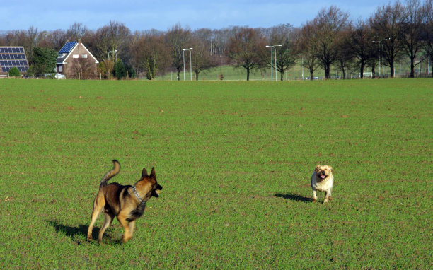 两个玩狗图片下载