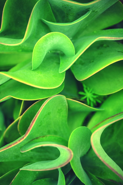 肉质植物银盘。高凉菜属Thyrsiflora图片下载