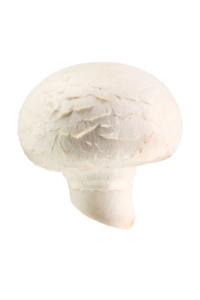 白食用菌图片下载