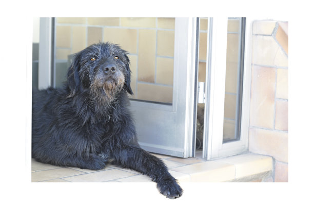 门阶上忠诚的狗图片下载