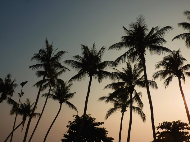 泰国宗田海滩日落时的棕榈树图片下载