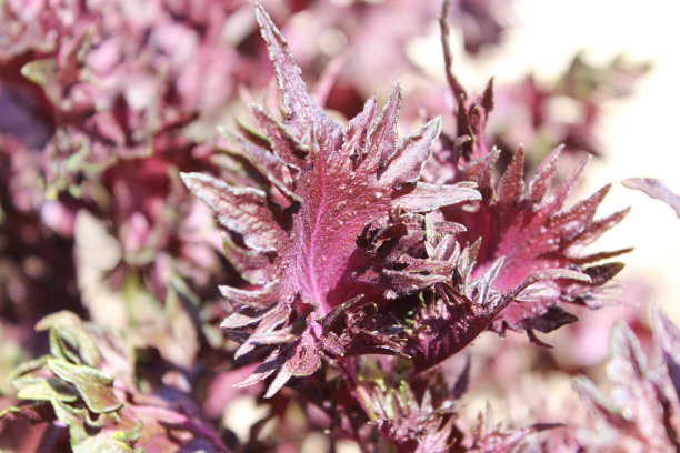 紫罗勒叶图片下载