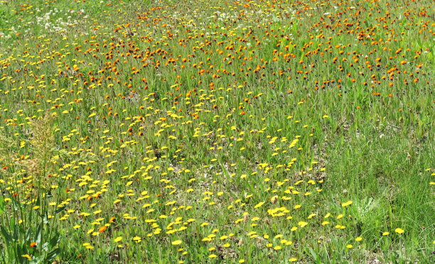 草地上的野花图片下载