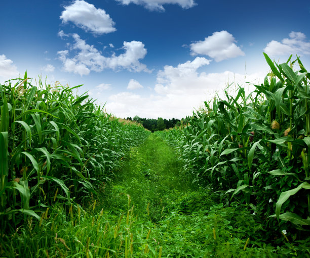 玉米田图片下载