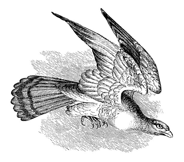 古色古香的白尾鹞(马戏团蓝鲸)图片下载