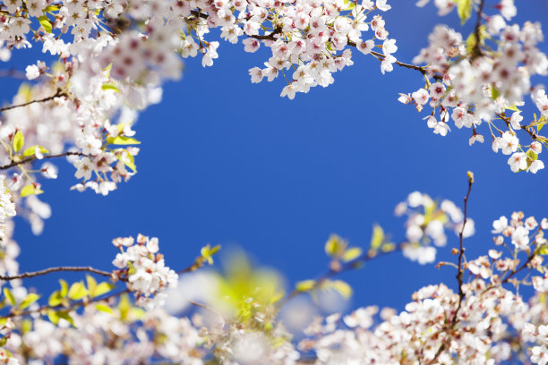 粉红色的樱花。素材图片