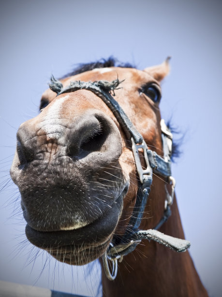 马嘴特写图片下载