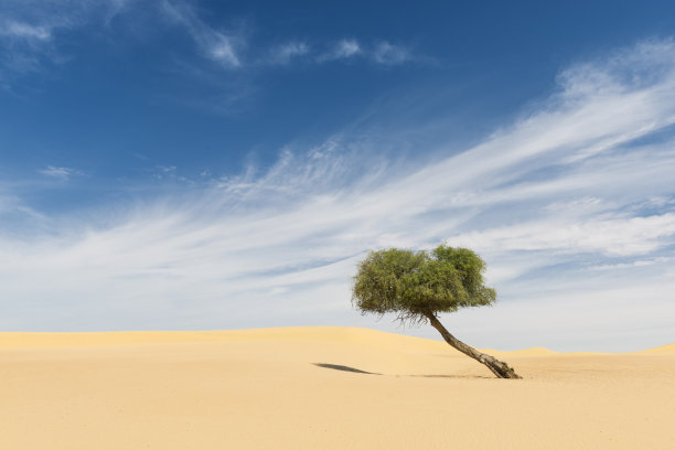 沙漠中孤独的树图片下载