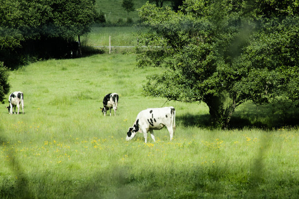 在绿色草地上吃草的荷斯坦奶牛。图片下载