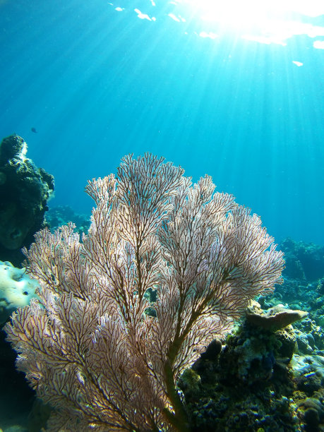 珊瑚花园素材图片