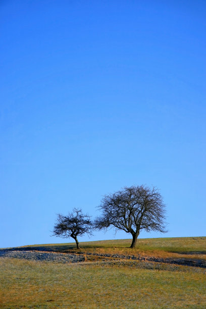 两棵树景观图片下载
