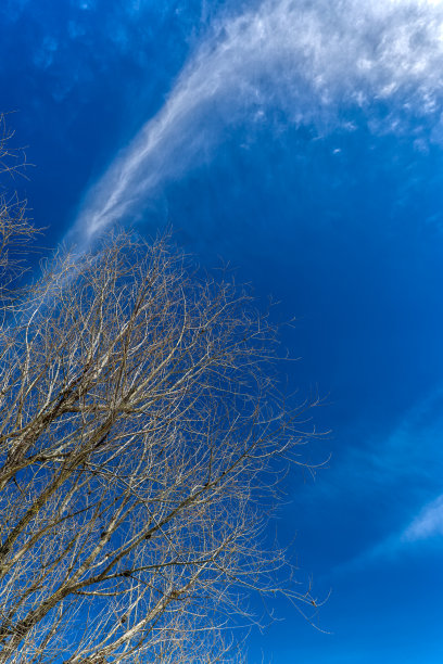 裸树和布格拉拉平地图片下载