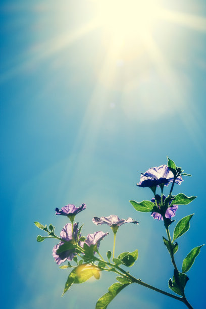 夏天的花图片下载