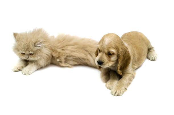 它的播放时间图片下载