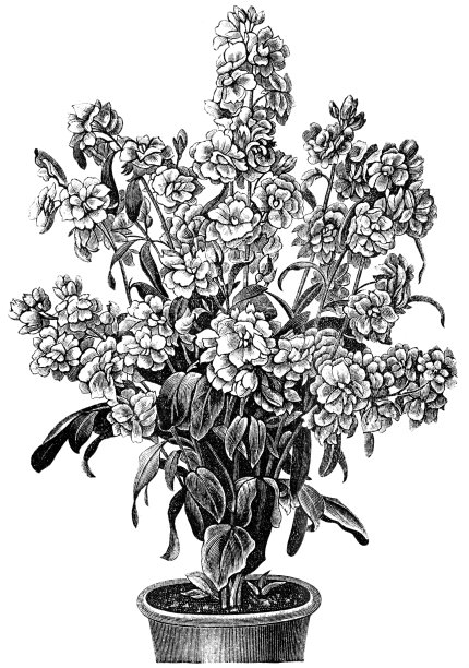 “壁花”图片下载