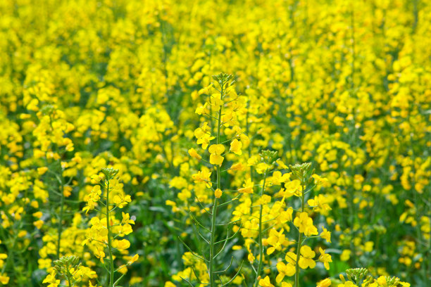 油菜花儿图片下载