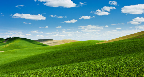 美丽的麦田和白云图片下载