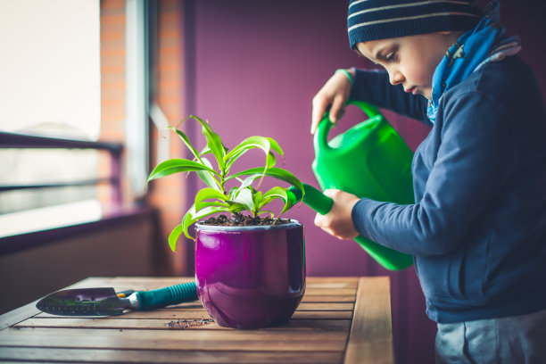 小男孩爱护一株植物图片下载